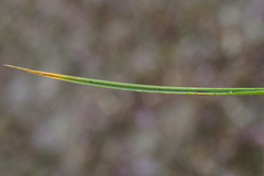 Puccinellia intermedia