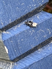 Phidippus audax