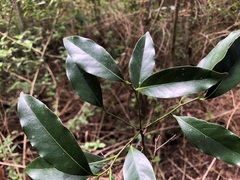 Cryptocarya sclerophylla