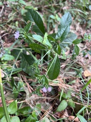 Elephantopus carolinianus