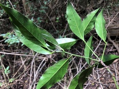 Cryptocarya sclerophylla