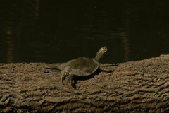Graptemys pseudogeographica
