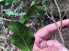 Cryptocarya sclerophylla