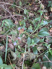 Elephantopus carolinianus