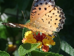 Argynnis hyperbius hyperbius