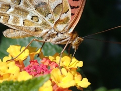 Argynnis hyperbius hyperbius