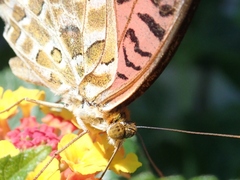 Argynnis hyperbius hyperbius