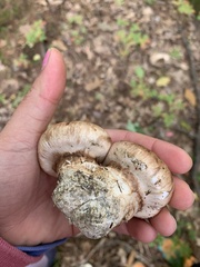 Tricholoma caligatum