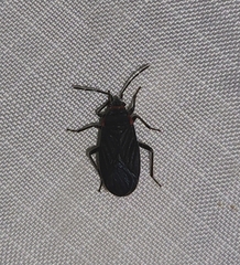 Melacoryphus rubicollis