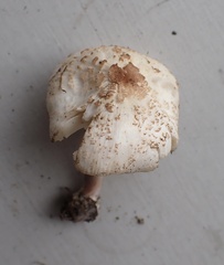 Lepiota cristata