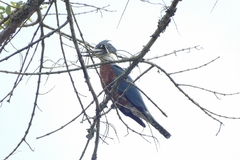 Megaceryle torquata