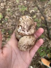 Tricholoma caligatum