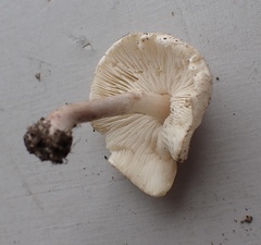 Lepiota cristata