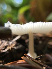 Lepiota sequoiarum
