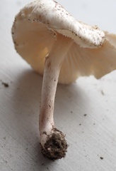 Lepiota cristata