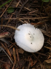 Lepiota sequoiarum