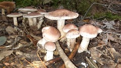 Cortinarius torvus