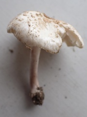 Lepiota cristata