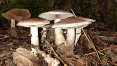 Cortinarius torvus