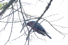 Megaceryle torquata
