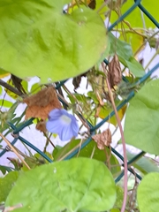 Ipomoea