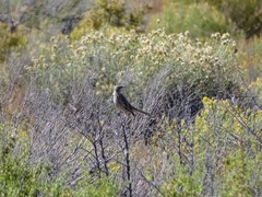 Oreoscoptes montanus