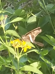 Chioides albofasciatus