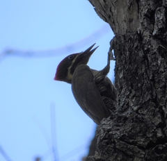 Piculus chrysochloros