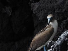 Sula nebouxii excisa