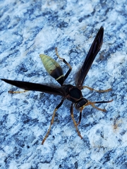 Polistes comanchus