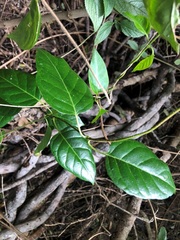 Parsonsia leichhardtii