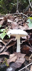 Amanita virosa