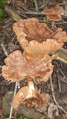 Cortinarius torvus