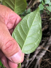Parsonsia leichhardtii