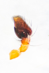 Pellenes peninsularis