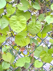 Ipomoea