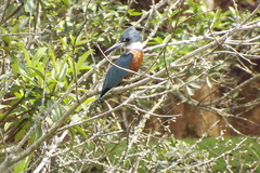 Megaceryle torquata