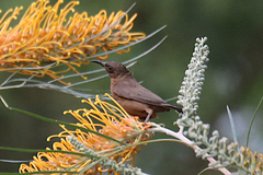 Myzomela obscura