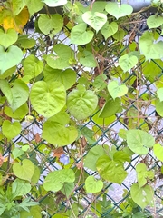 Ipomoea