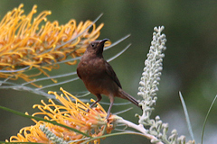 Myzomela obscura