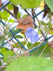 Ipomoea
