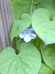 Ipomoea