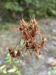 Hypericum perforatum