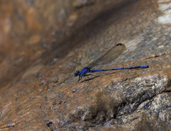 Argia extranea