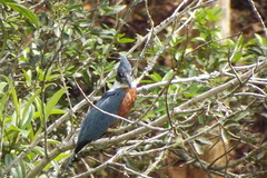 Megaceryle torquata