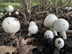 Agaricus campestris