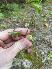 Hypericum perforatum