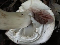 Agaricus campestris