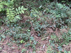 Elephantopus carolinianus