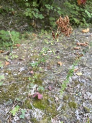 Hypericum perforatum